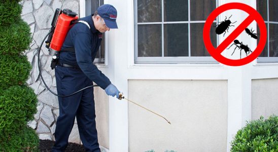 Küre Fare İlaçlama böcek ilaçlama ve haşere kontrolü — ilaclama-tr.com
